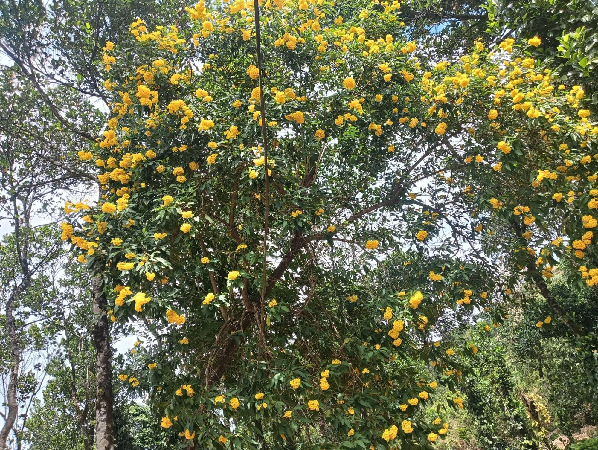 Tharayil Farm Stay Vagamon Habitación foto